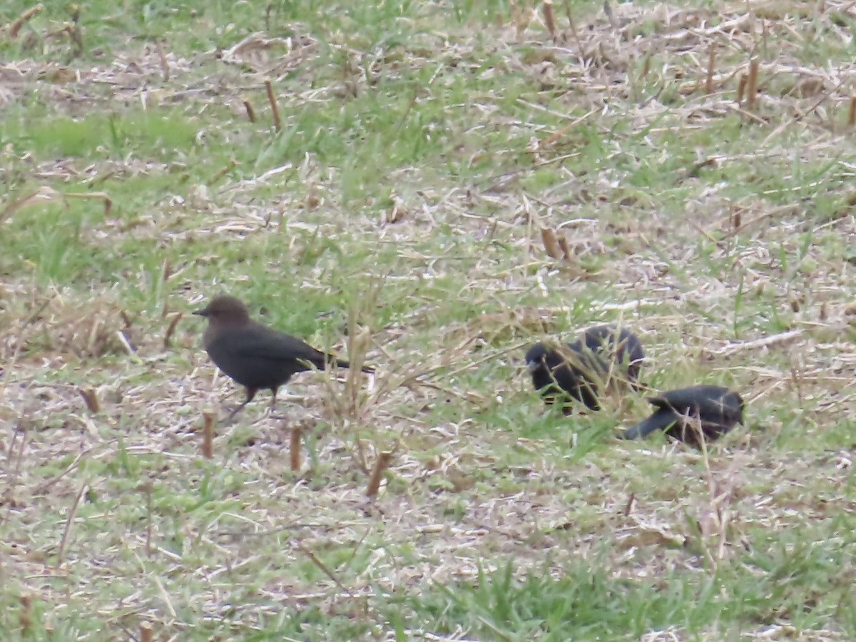 Brewer's Blackbird - ML645689843