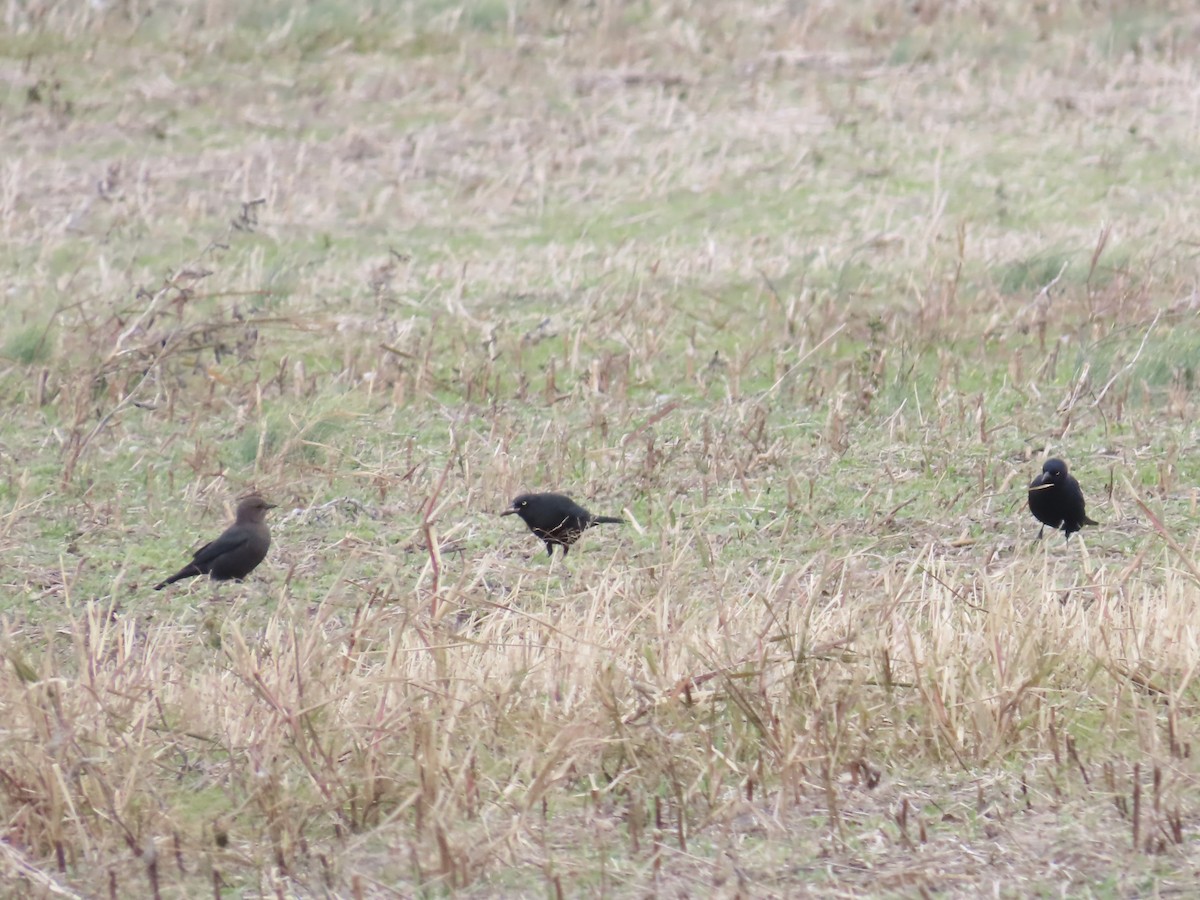 Brewer's Blackbird - ML645689844