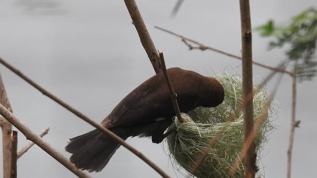 Grosbeak Weaver - ML645689847