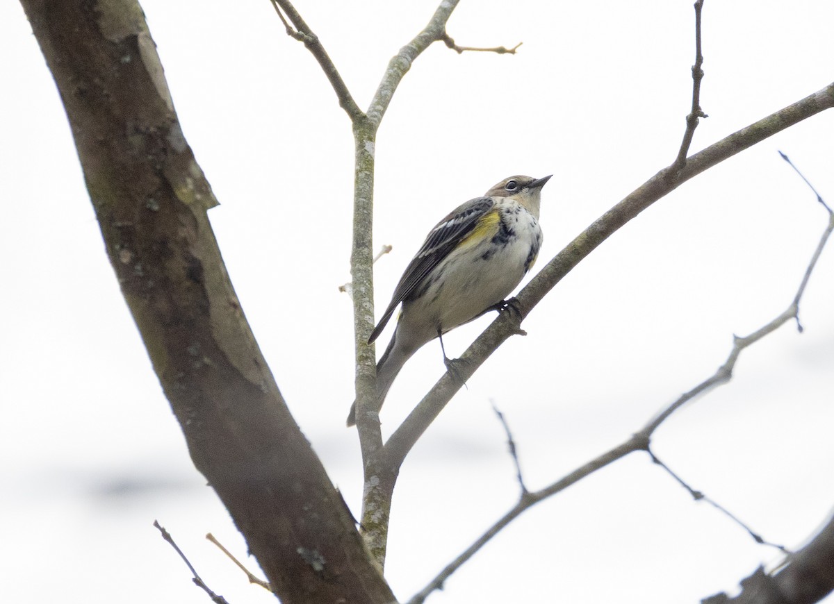 Yellow-rumped Warbler - ML645689850