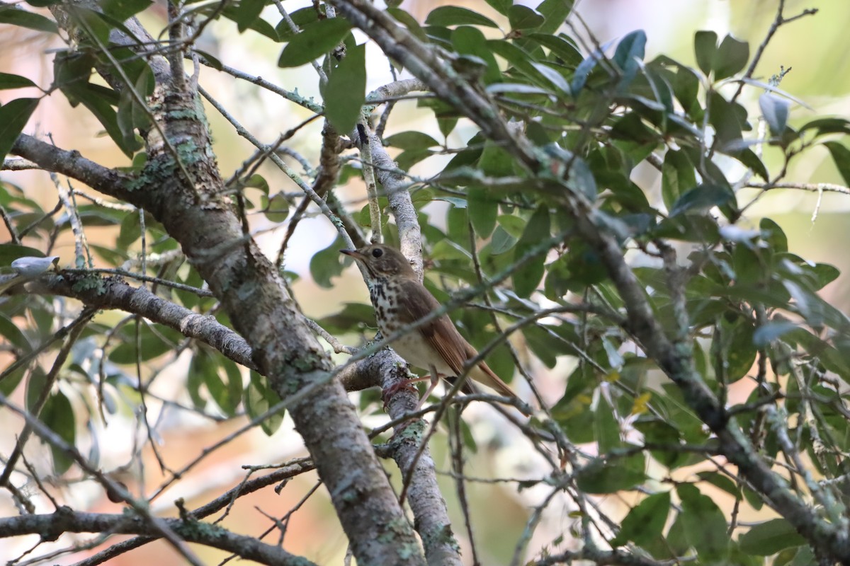 Grive solitaire - ML645689853