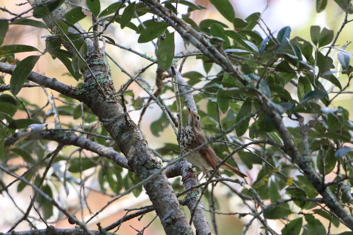 Grive solitaire - ML645689854