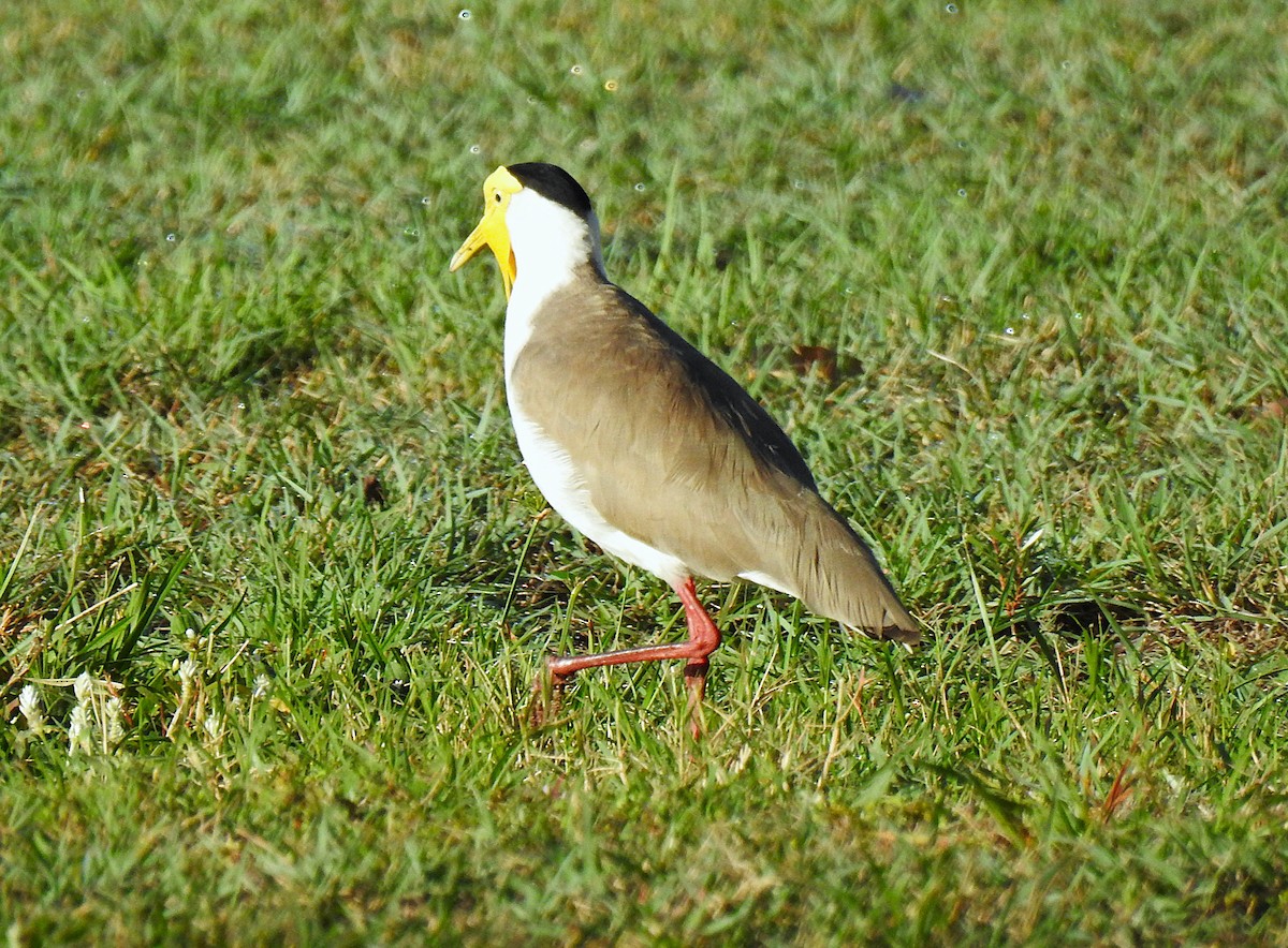 Masked Lapwing - ML645689855