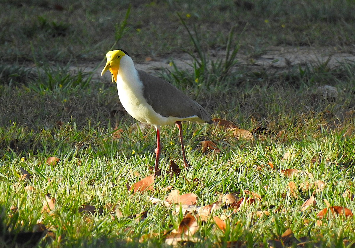 Masked Lapwing - ML645689860