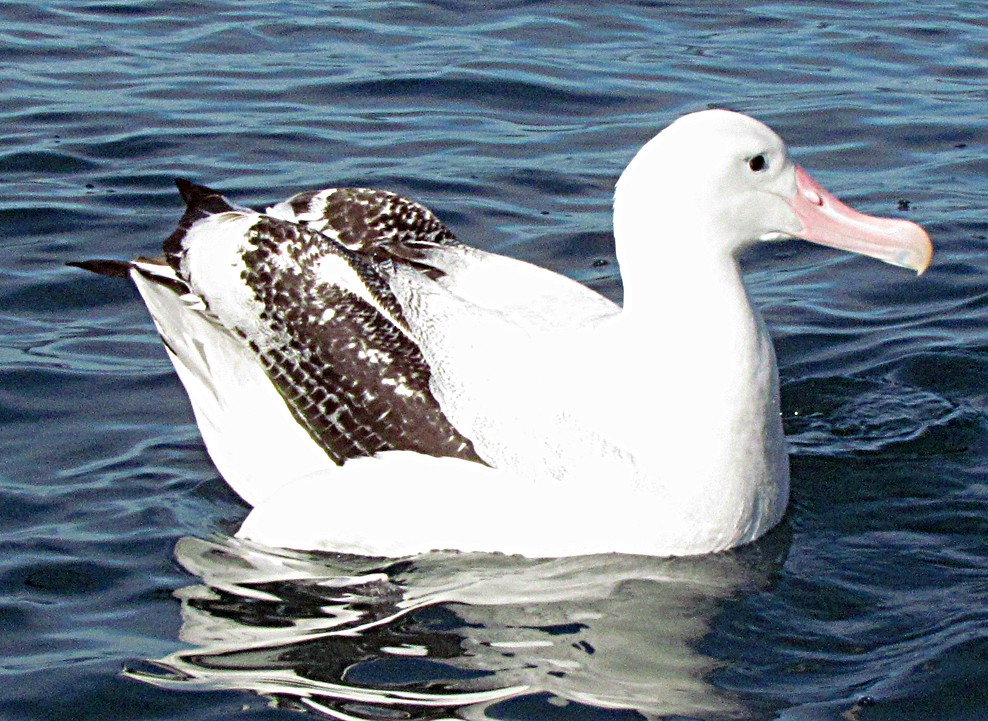 Antipodean Albatross (Gibson's) - ML645689871