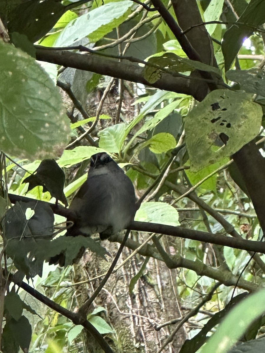 Black-striped Sparrow - ML645689874