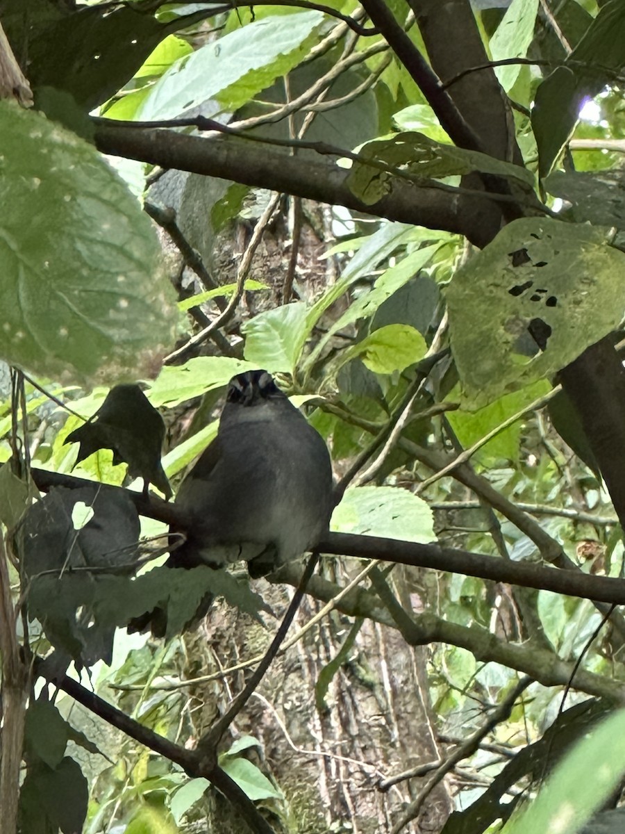 Black-striped Sparrow - ML645689875