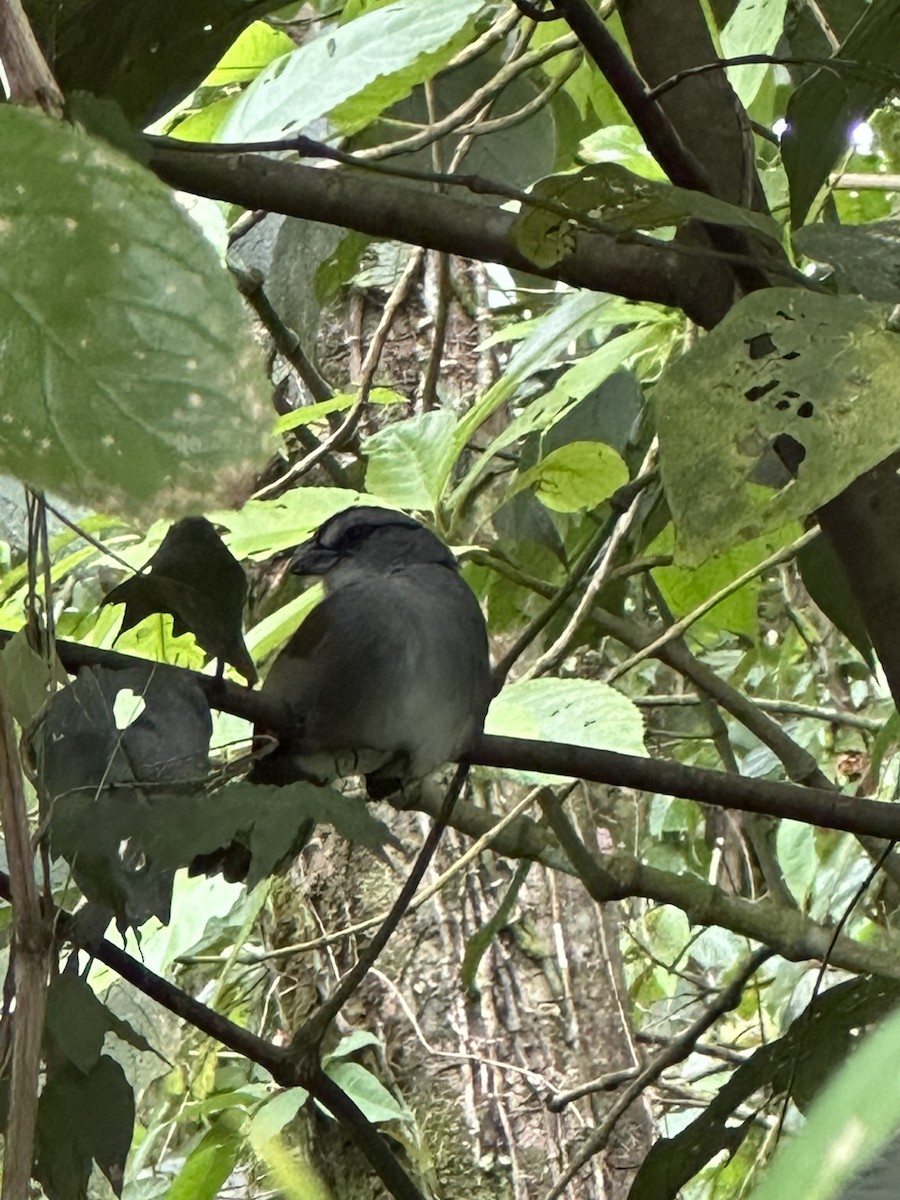 Black-striped Sparrow - ML645689876