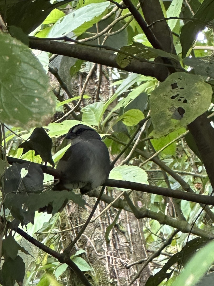 Black-striped Sparrow - ML645689877