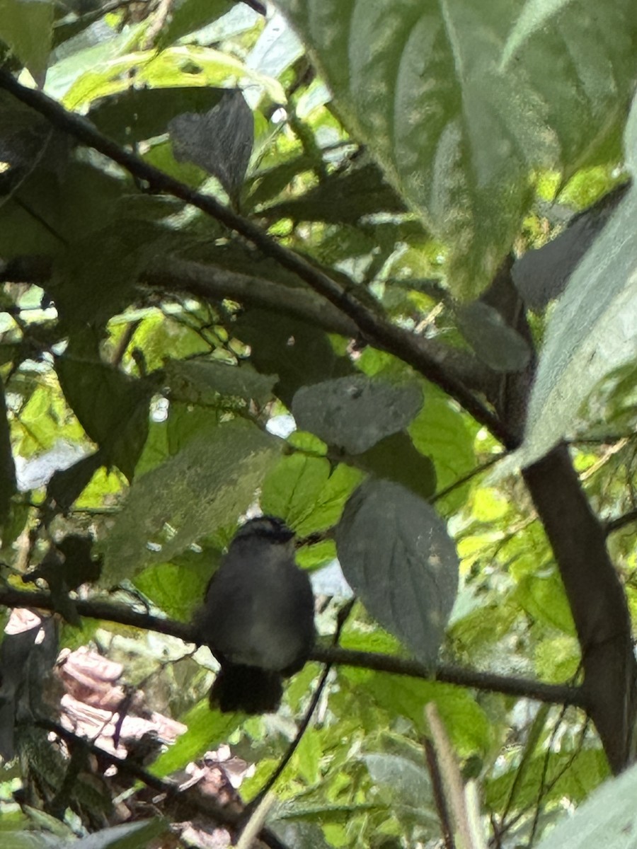 Black-striped Sparrow - ML645689878