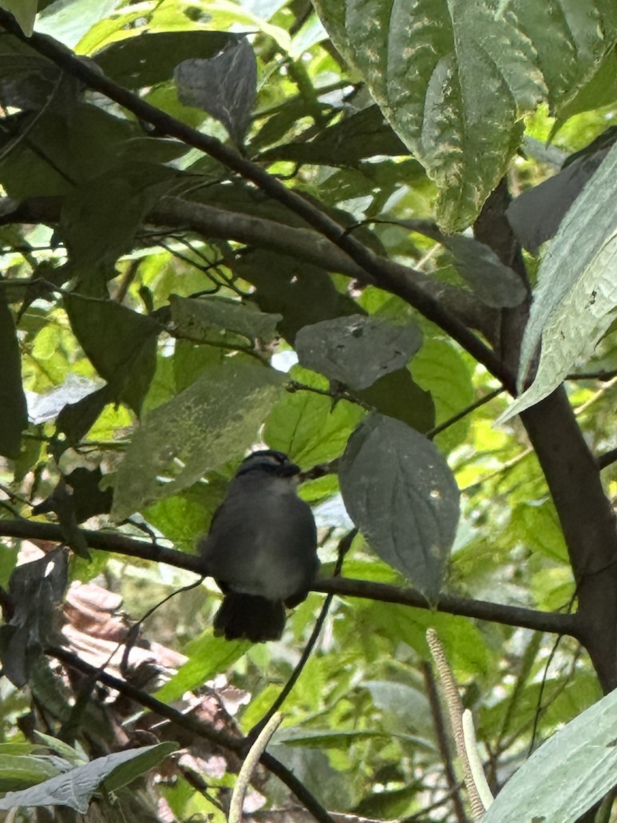 Black-striped Sparrow - ML645689879