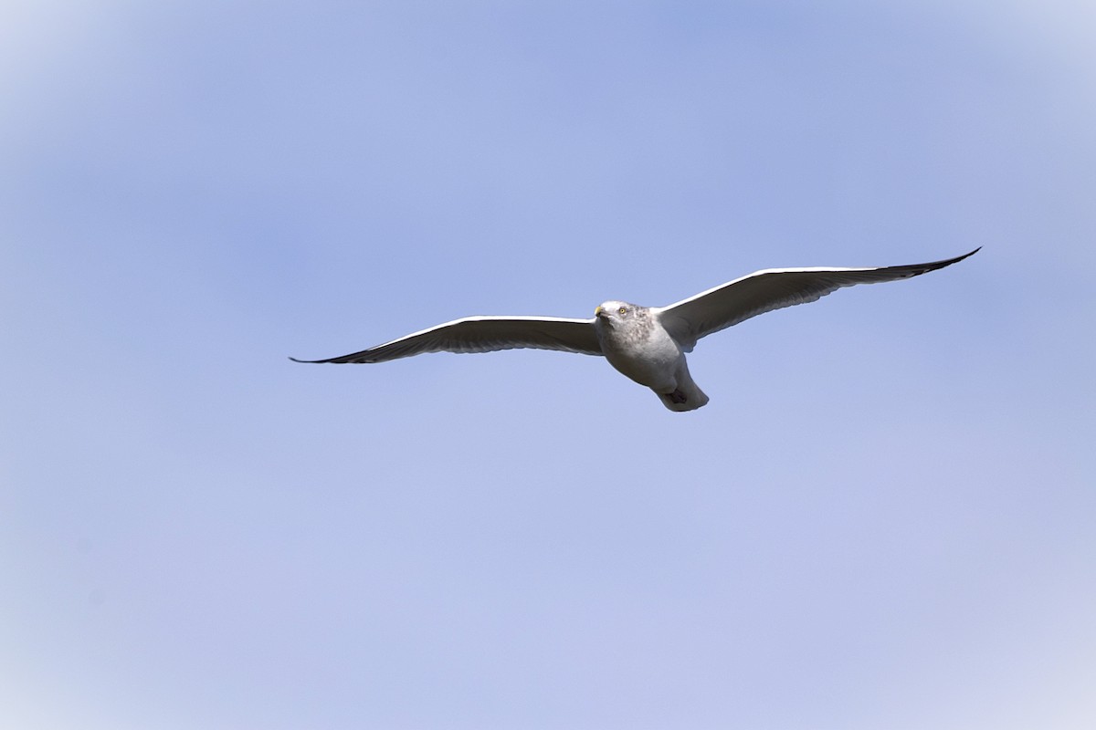 American Herring Gull - ML645689880