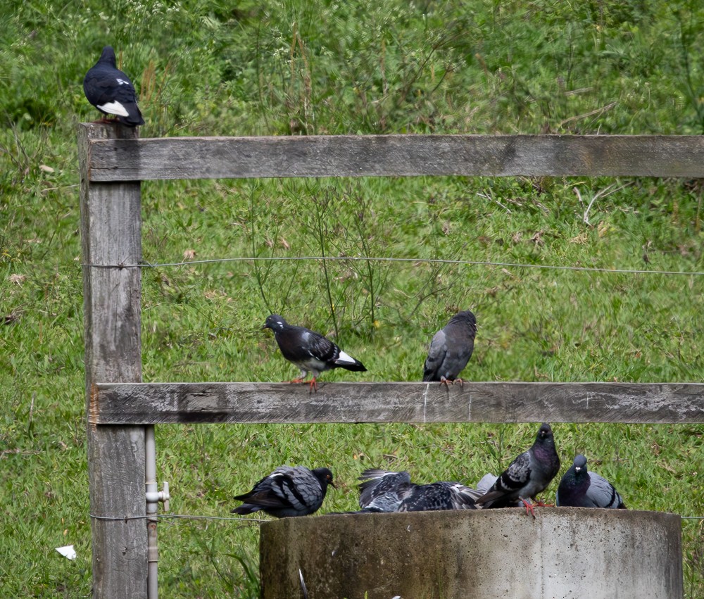 Kaya Güvercini (evcil tip) - ML645689882