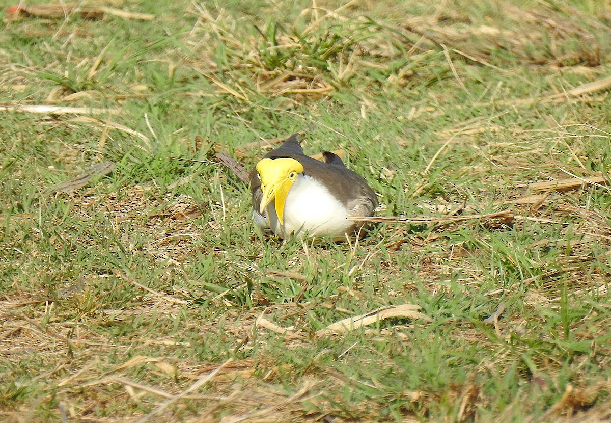 Masked Lapwing - ML645689883