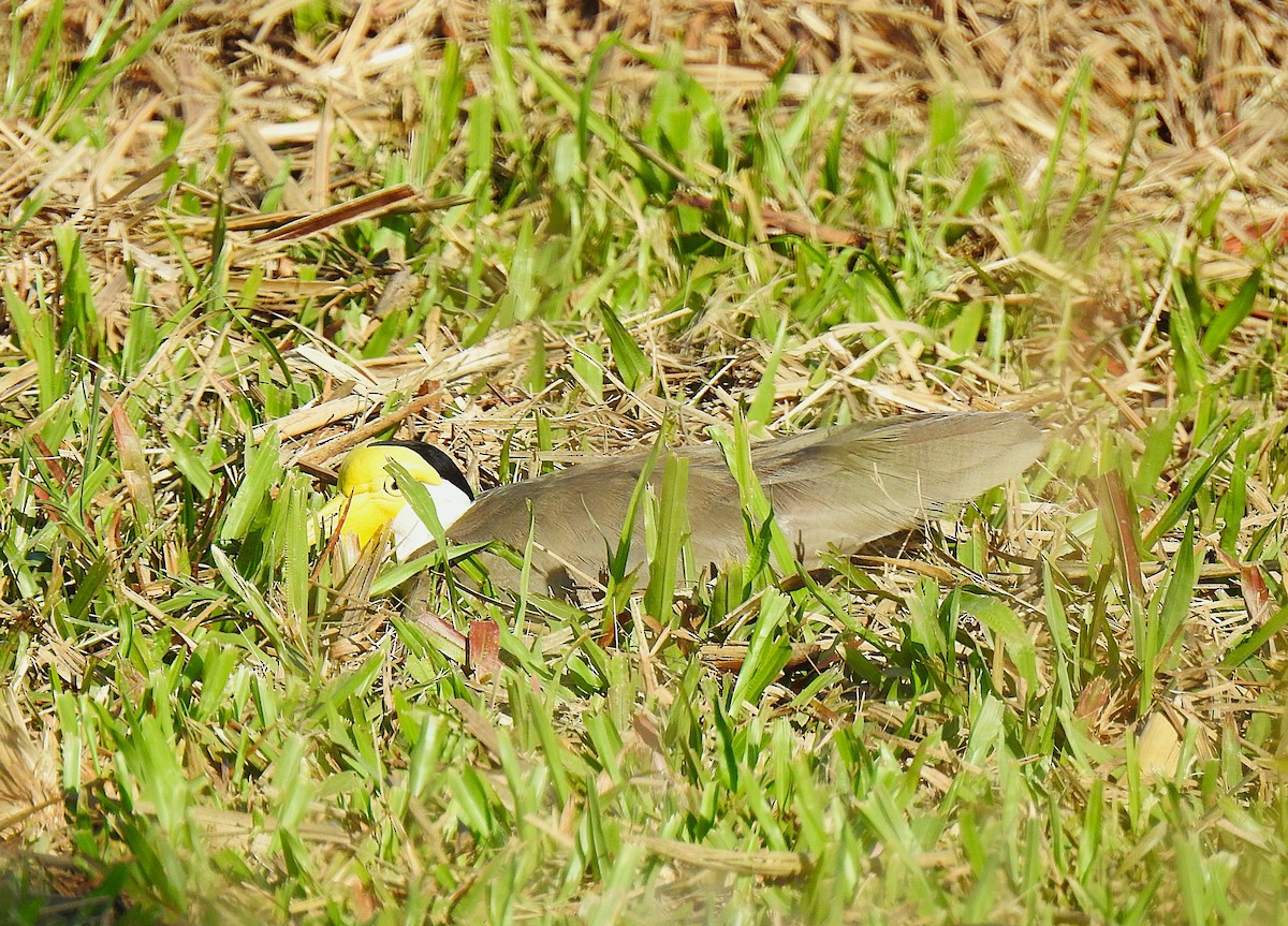 Masked Lapwing - ML645689888