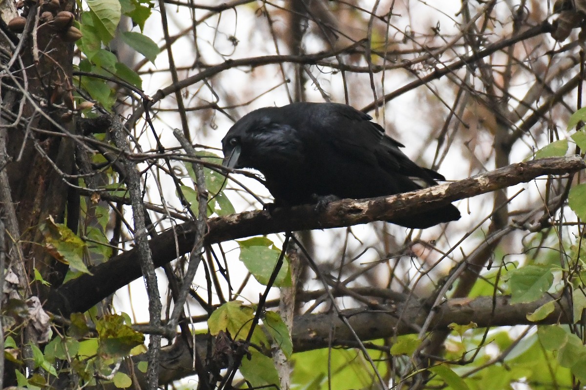 Erroi handia - ML645689892