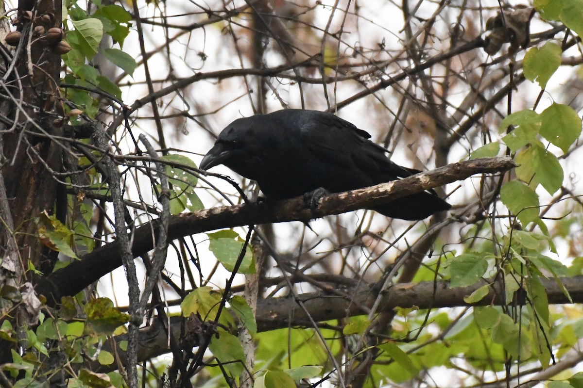 Erroi handia - ML645689893