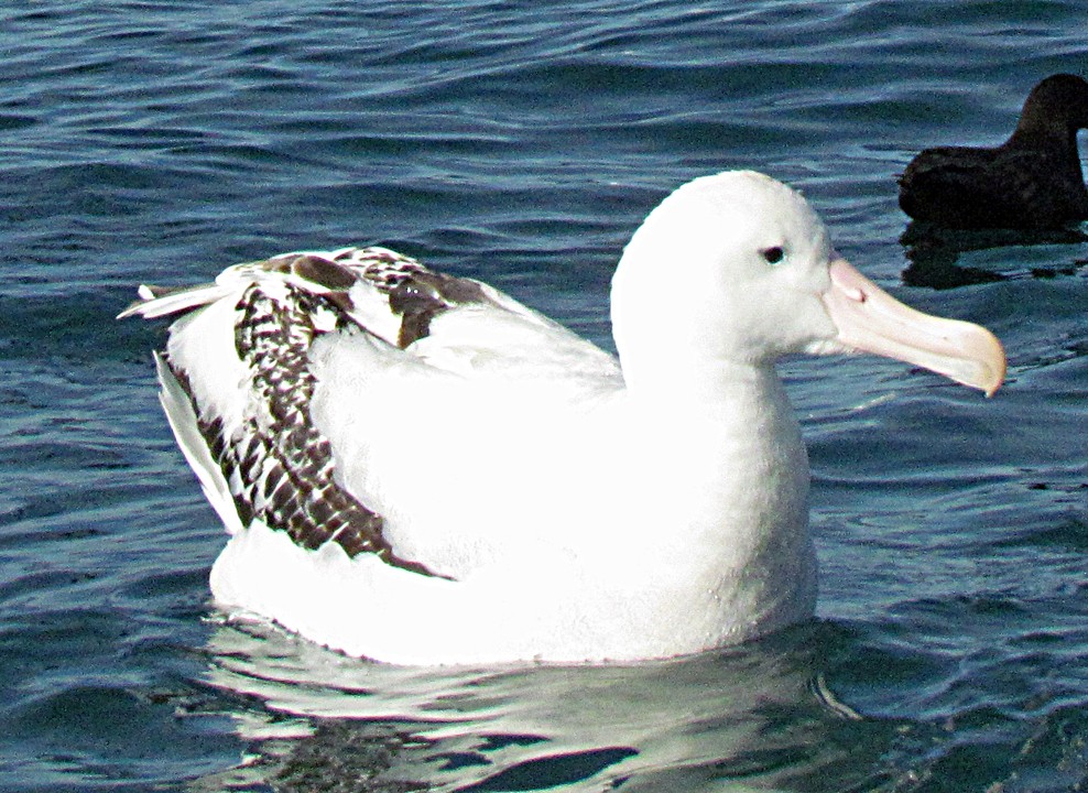 Antipodean Albatross (Gibson's) - ML645689898
