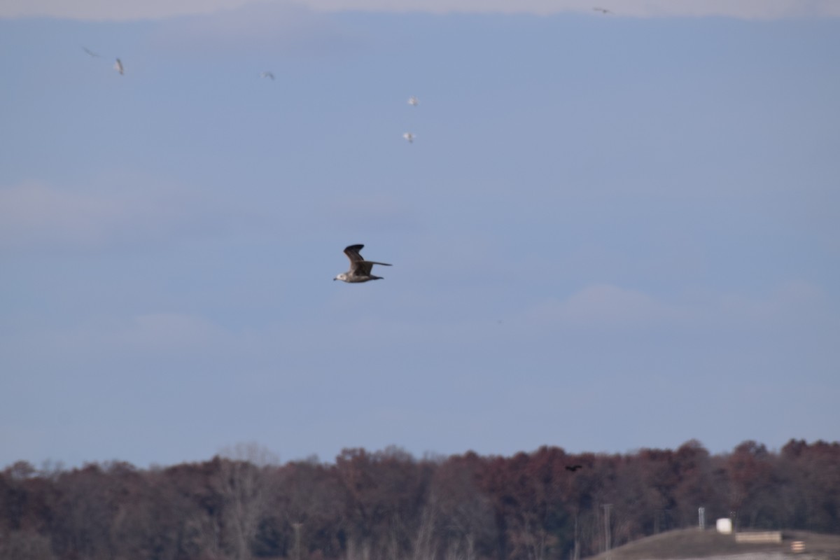 Great Black-backed Gull - ML645689903