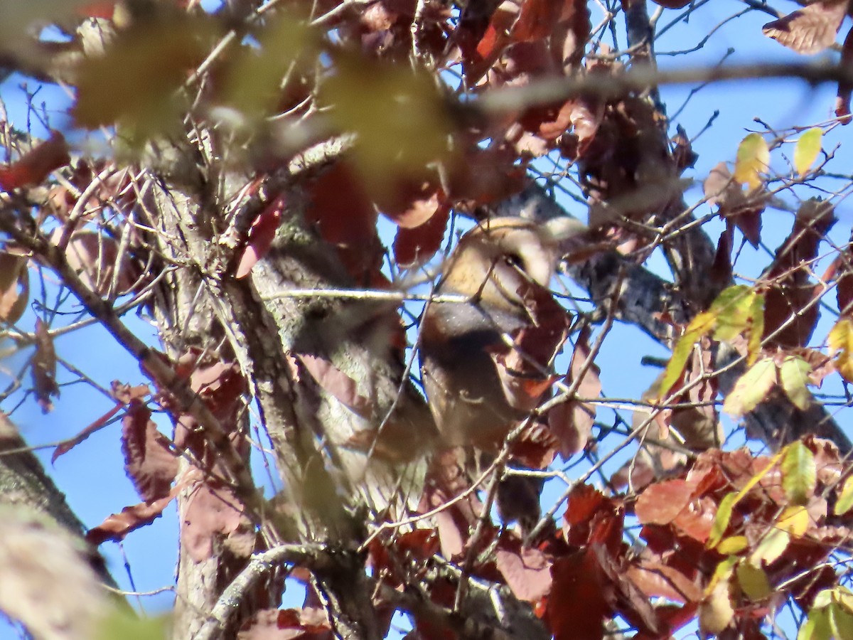 American Barn Owl - ML645689911