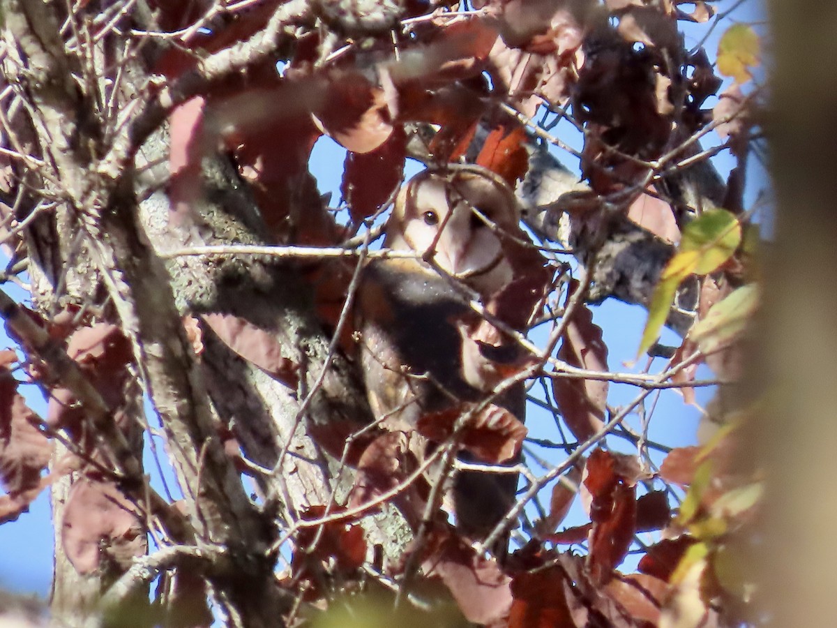 American Barn Owl - ML645689912