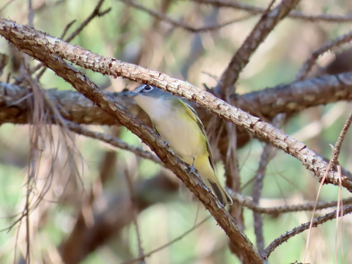 Blue-headed Vireo - ML645689925