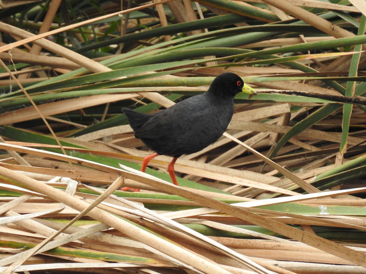 Black Crake - ML645689928