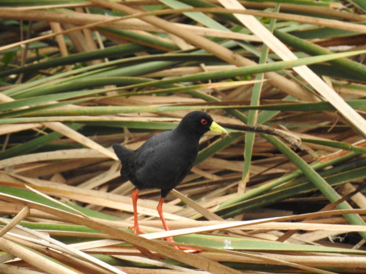 Black Crake - ML645689936