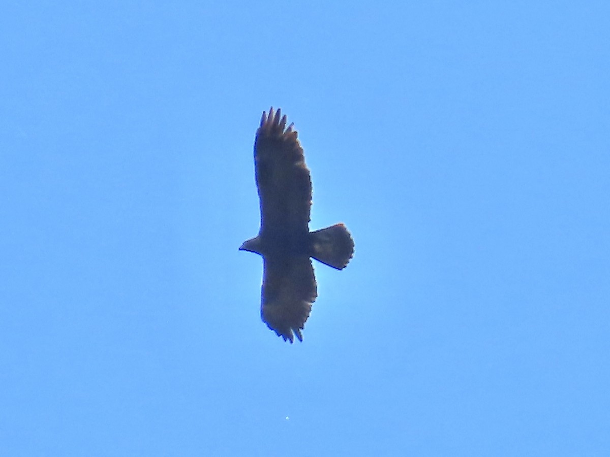 Golden Eagle - ML645689953