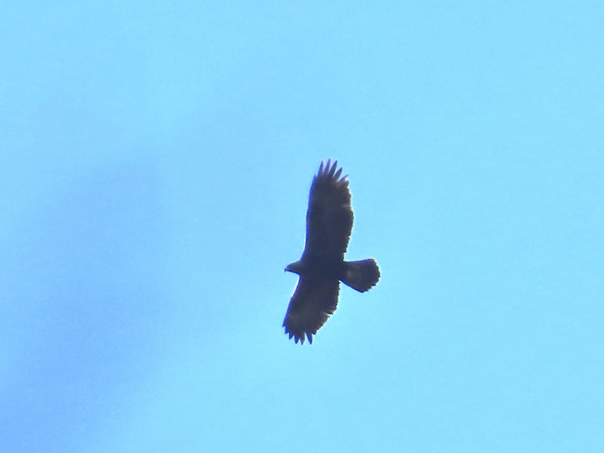 Golden Eagle - ML645689955