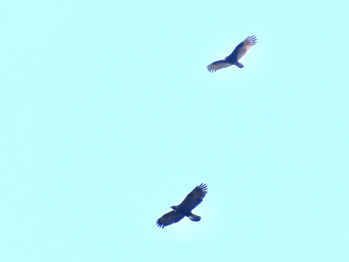 Golden Eagle - ML645689957