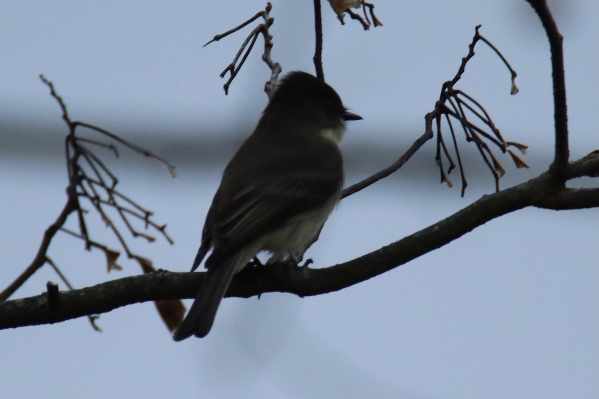Eastern Phoebe - ML645689960