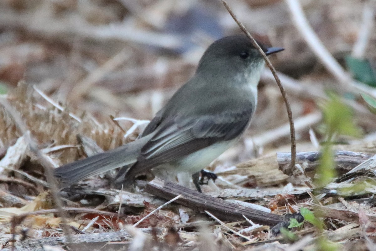 Eastern Phoebe - ML645689961