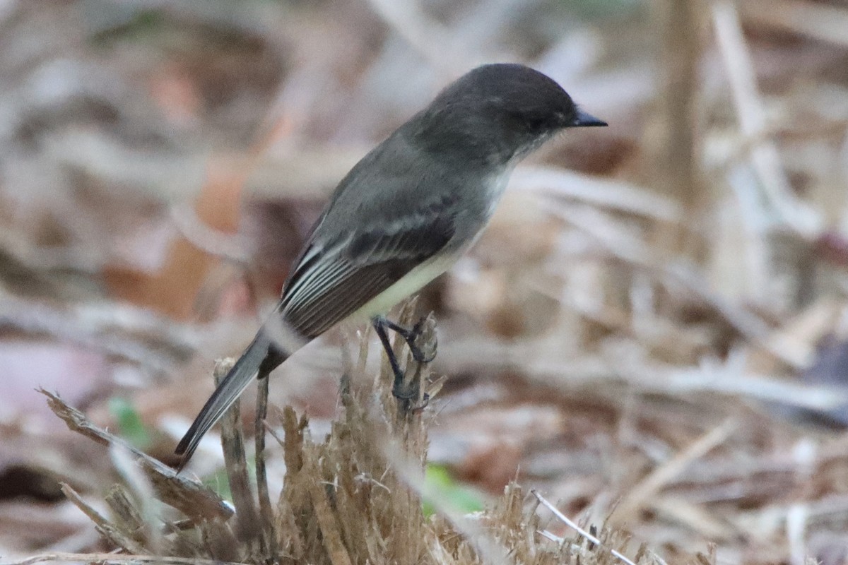 Eastern Phoebe - ML645689962