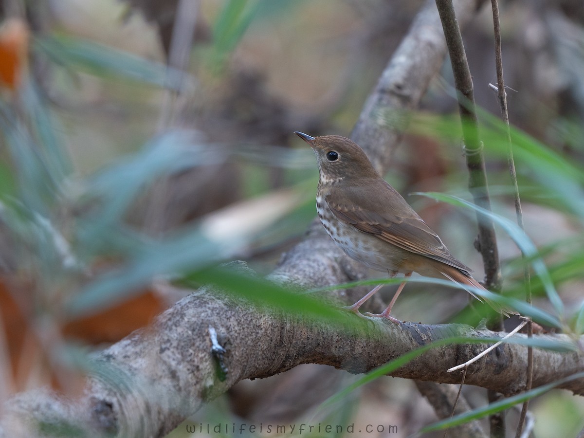 Grive solitaire - ML645689965