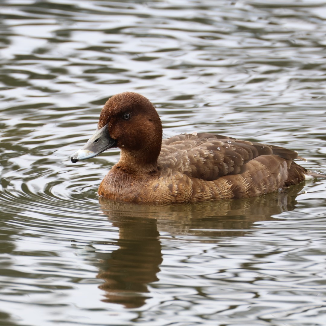 Hardhead - ML645689971