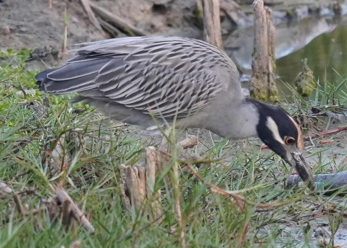 Sarı Tepeli Gece Balıkçılı - ML645689974