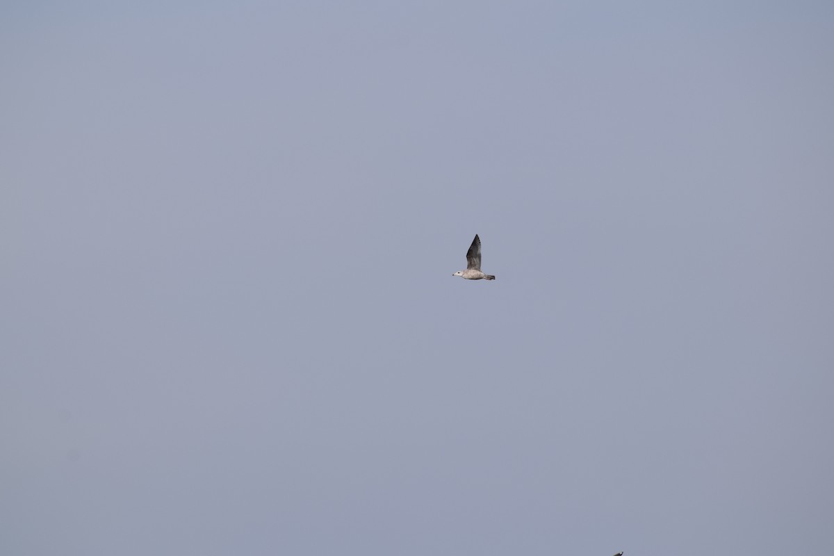 Great Black-backed Gull - ML645689987
