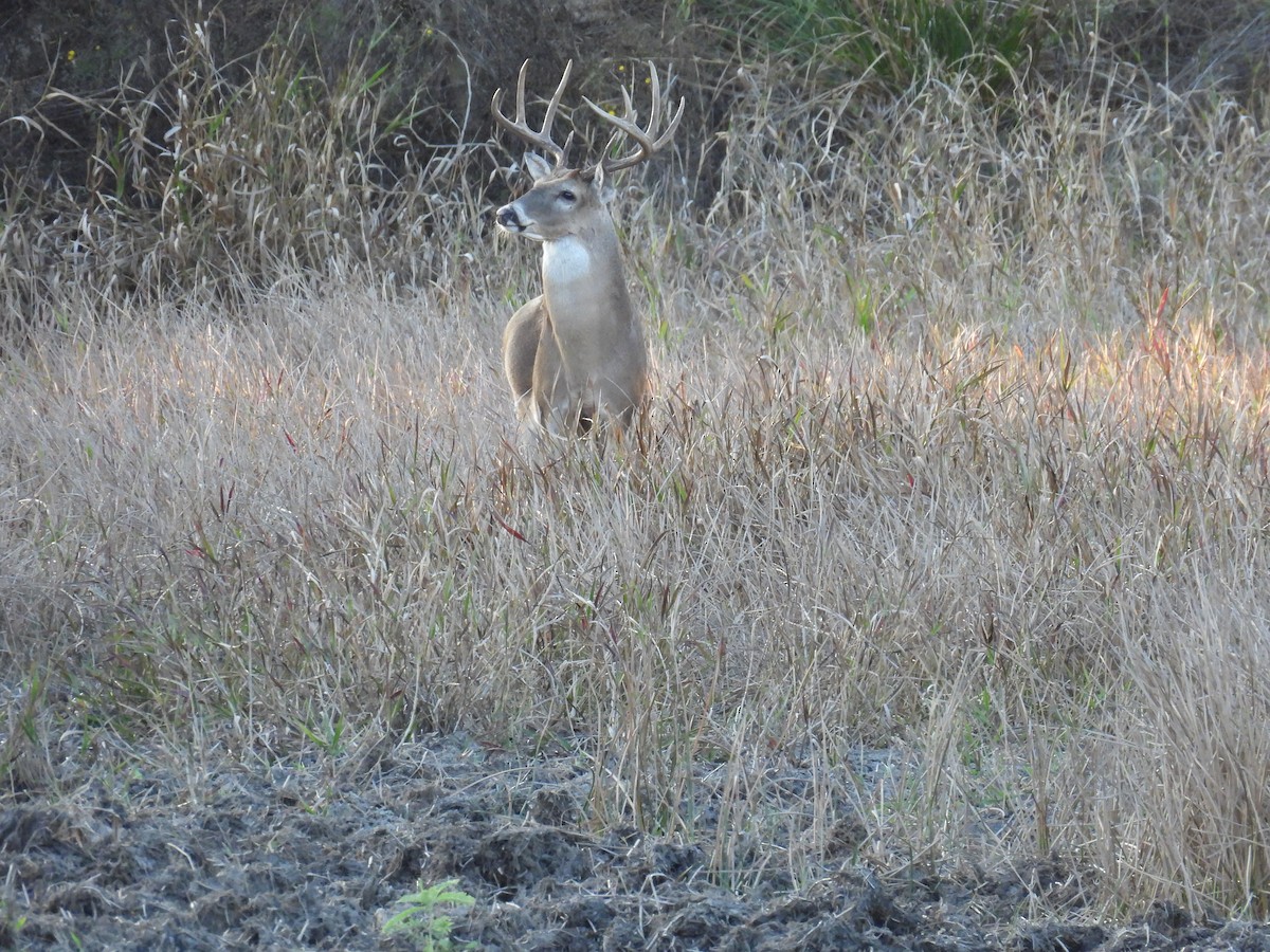 Animals - ML645689995