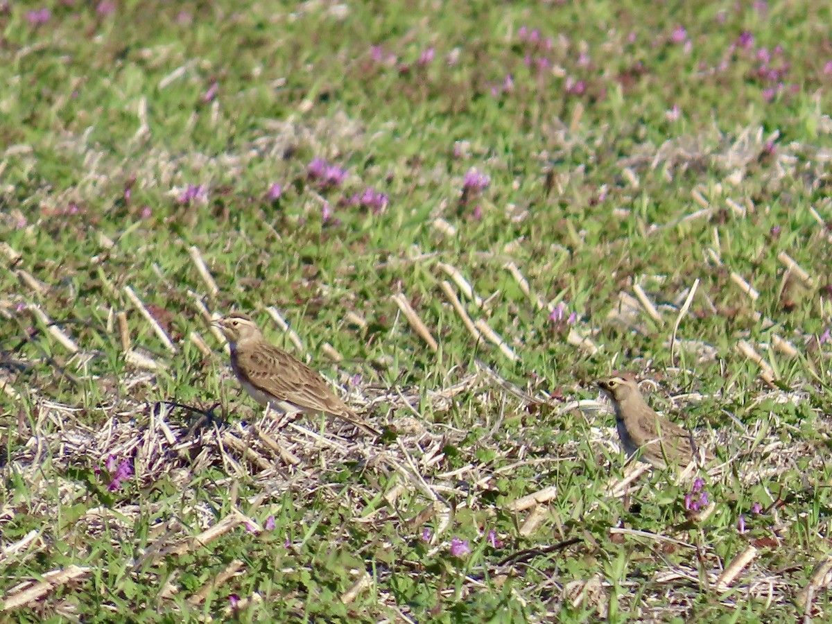 Horned Lark - ML645690001