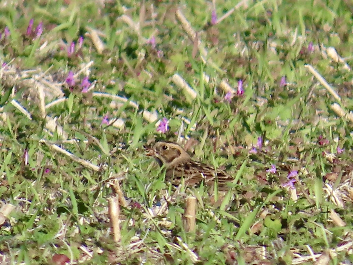Lapland Longspur - ML645690011