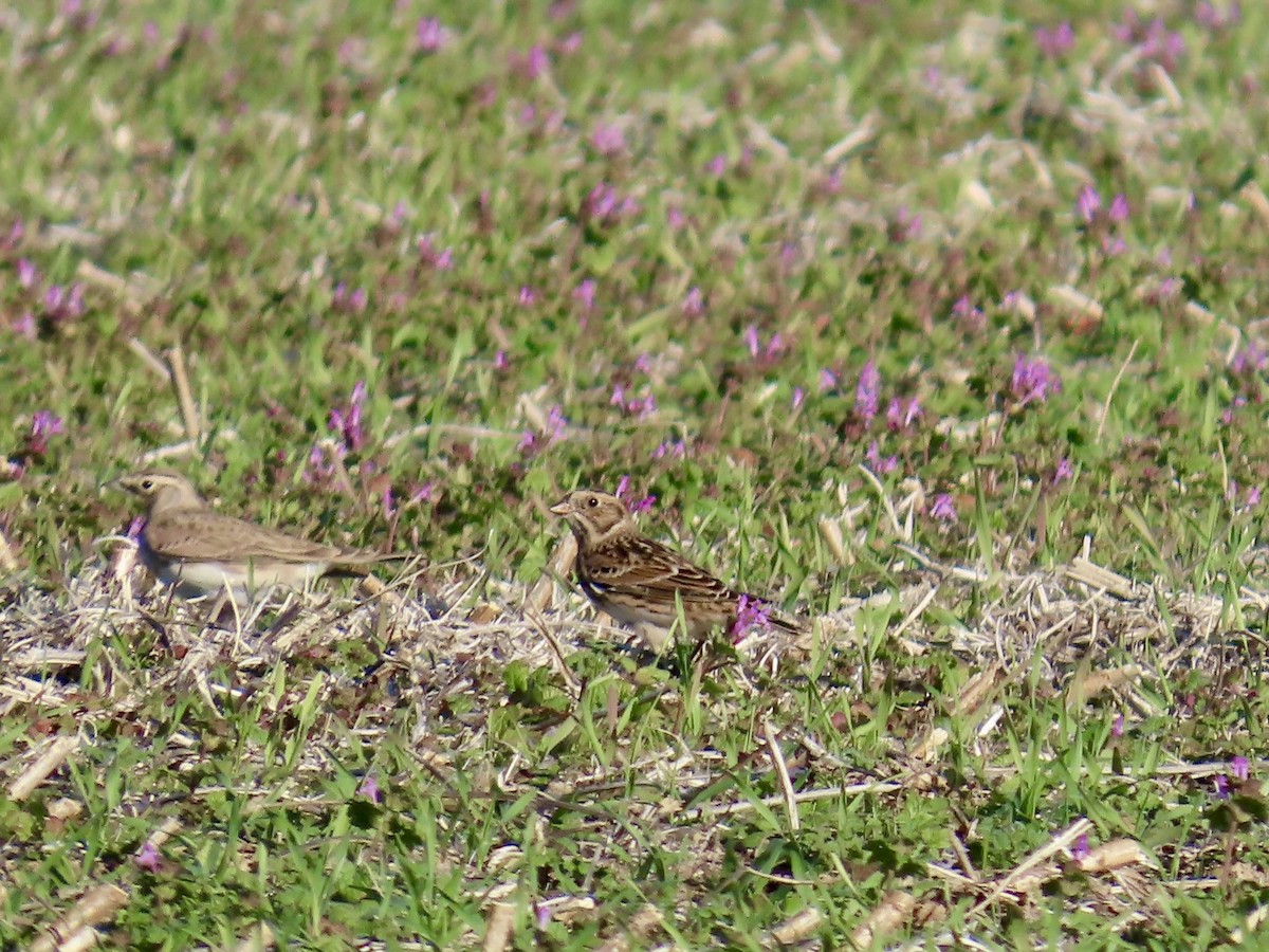 Lapland Longspur - ML645690012