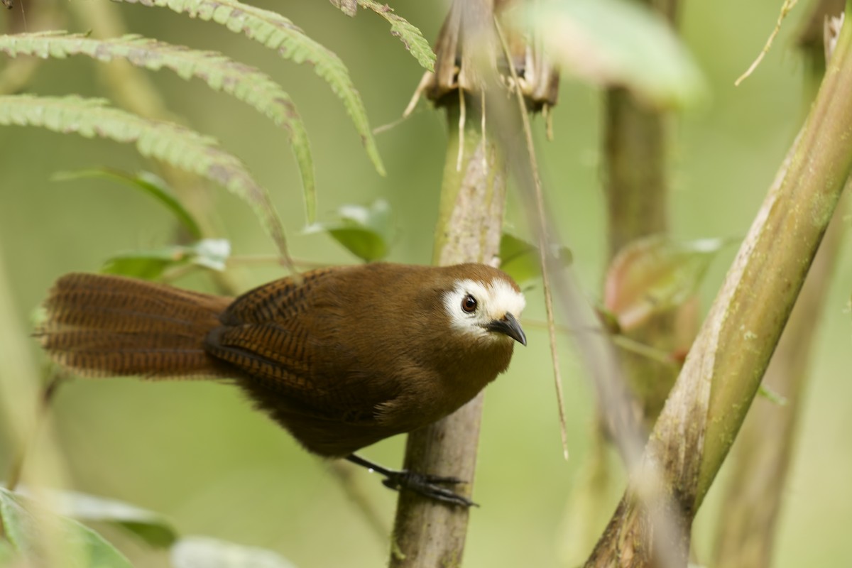 Peruvian Wren - ML645690014