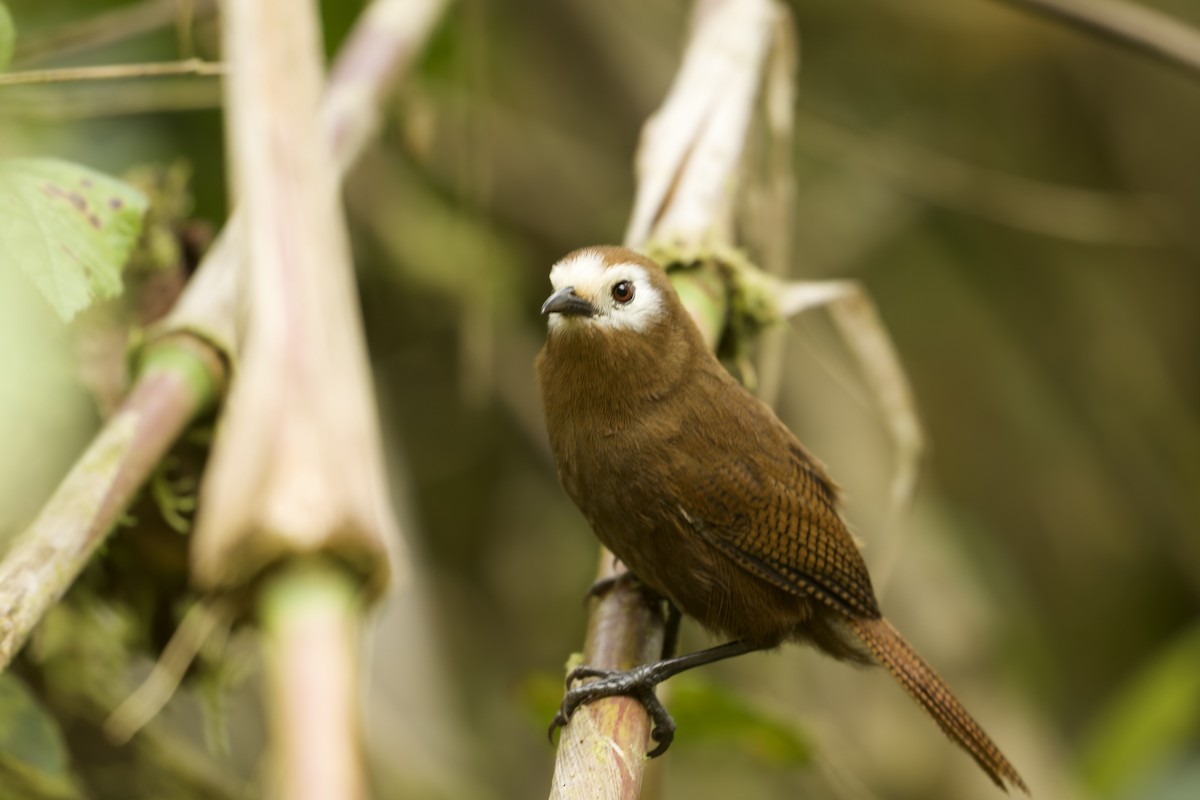 Peruvian Wren - ML645690015