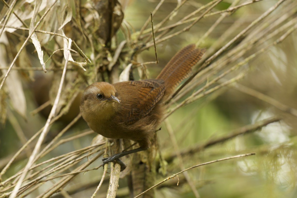 Peruvian Wren - ML645690016