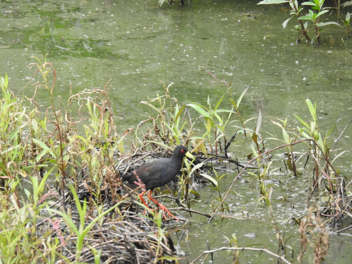 Black Crake - ML645690019