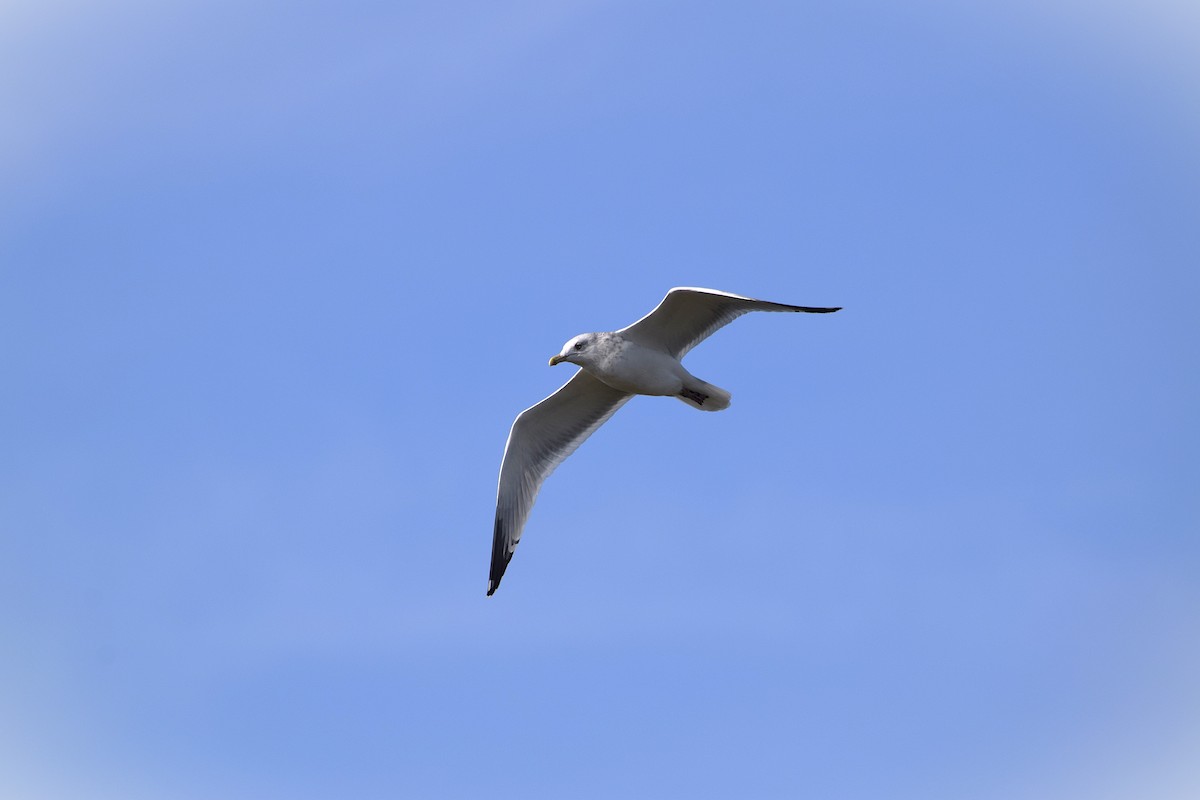 American Herring Gull - ML645690020
