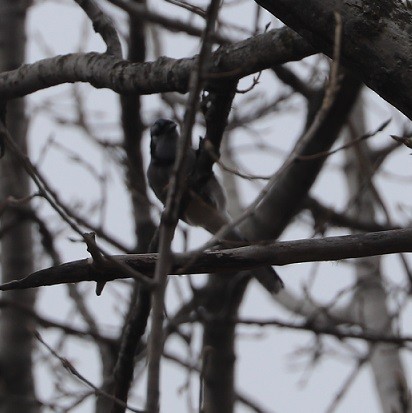 Blue Jay - ML645690021