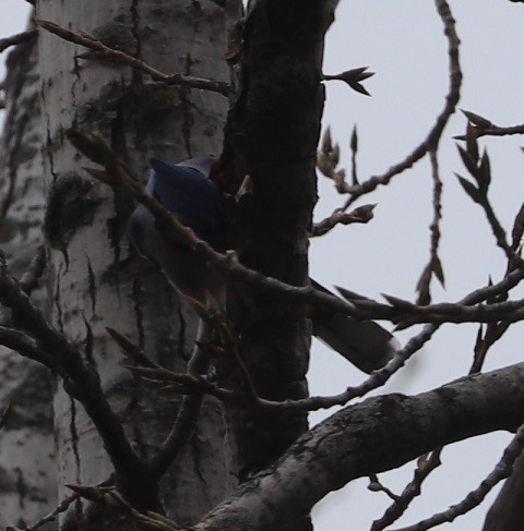 Blue Jay - ML645690022