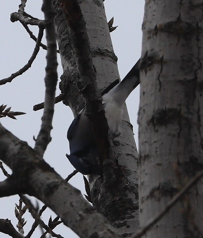 Blue Jay - ML645690023